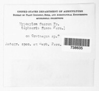 Hypoxylon fuscum image
